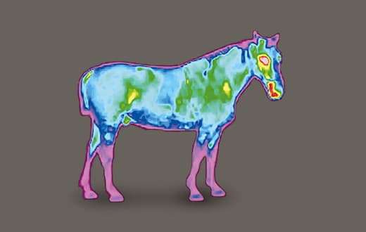 Before use, both the body and limbs appear very cold.